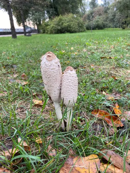 Beyaz arkaplanda mantarlar