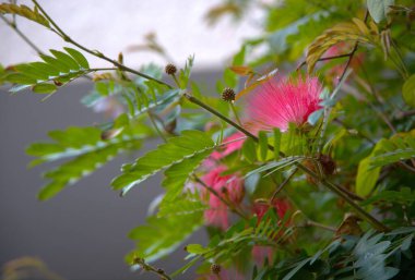 Albizia ağaç dalı. pembe çiçekler.