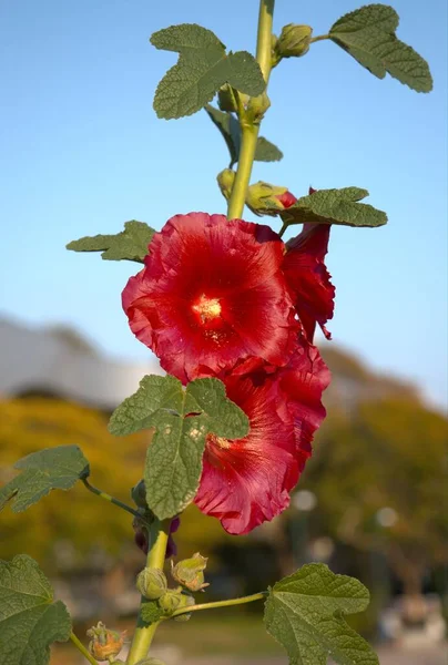 Mallow 'un çiçekli dalları. Kırmızı çiçekler.