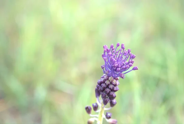 Mavi yabani çiçek. Scilla sümbül. Mor çiçek. Doğa.