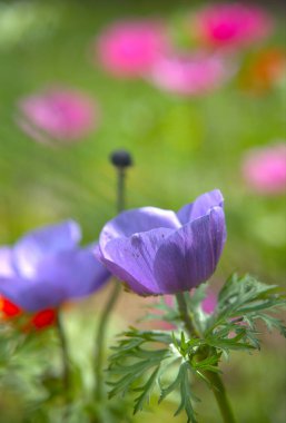 AnemonePlantPembe / Mavi şakayıklar. Bahar çiçekleri.