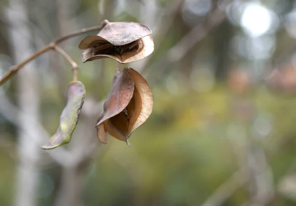 Makro fotoğrafçılık. Ağaç tohumları Kuru meyveler.