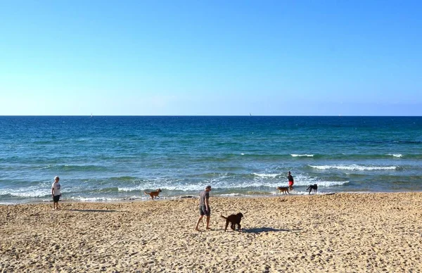 Mediterranean Sea Beach Dogs — Zdjęcie stockowe