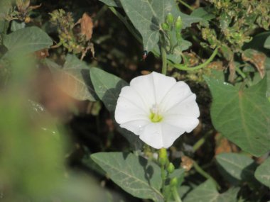 Açık büyüyen renk çiçeği yakın