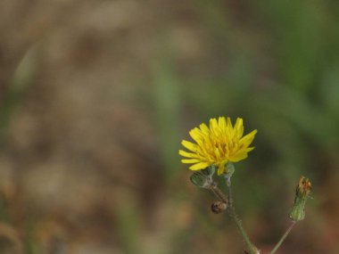 Bahçedeki güzel çiçekler