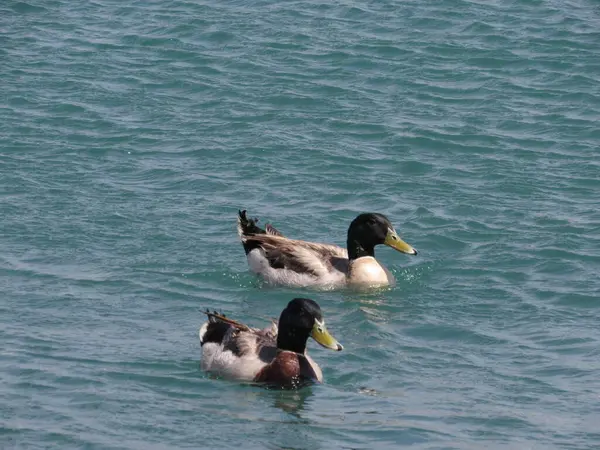 ducks on the mediterranean sea