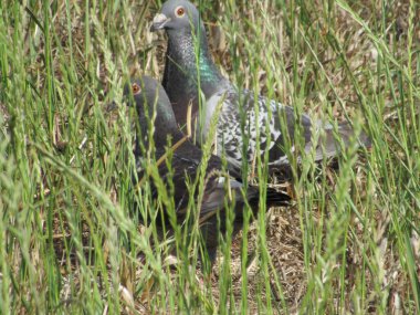 Akdeniz 'deki eski şehir