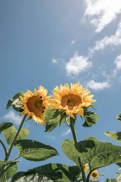 Looking up at radiant sun kissed sunflowers against a gorgeous blue summers day sky, with bumblebees meandering around happily collecting pollen to take back to the hive