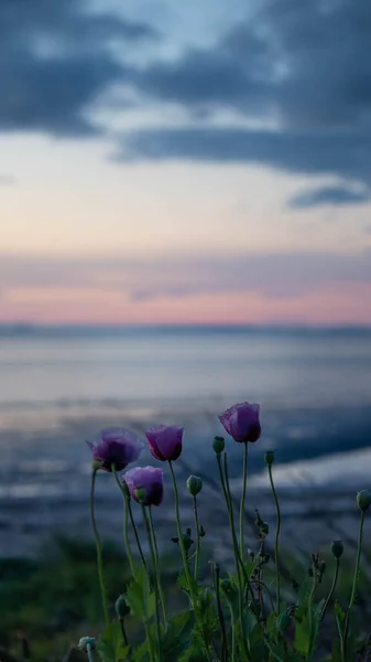 Purple wild flowers on the seaside at dusk with pink sunset