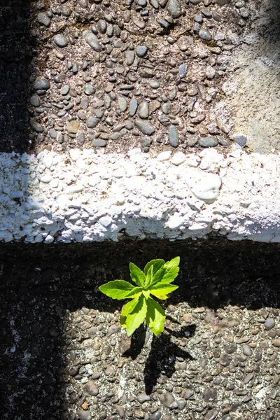 Green plant growing on concrete step beating our concrete jungle representing hope, optimism, new beginnings, survival, contrast, juxtaposition, growth, resilience, perseverance.