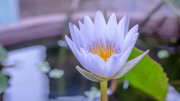 White-purple and yellow lotus Nymphaea nouchali Burm.f. is classified as a plant in the genus Nymphaea in the lotus family. (Nymphaeaceae) that is beautiful, close up