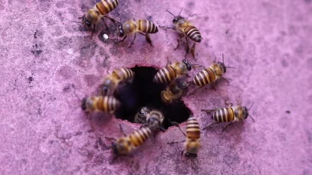 Méhecske Repül Kaptárba Egy Vad Méh Természetből Hogy Fészket Rakjanak — Stock videók