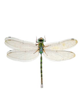 Diplacodes trivialis, dragonfly, white background, isolated clipart