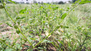 Sapın özellikleri, bitkisel bitki Physalis minima 'nın yaprakları ve yeşil meyveleri.