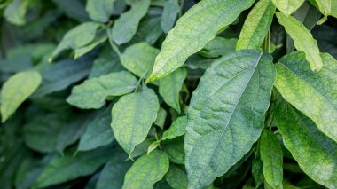 Tiliacora Triandra (Colebr) bitkisinin yeşil yaprak ve gövdesinin özellikleri. Diels., Menispermaceae.