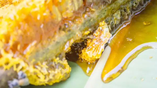 Altın sarısı vahşi bal yeşil bir muz yaprağına oturur..