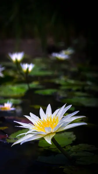 Beyaz, mor çiçekler, sarı Nymphaea stellata Willd, aile adı Nymphaeaceae, doğal olarak oluşur..
