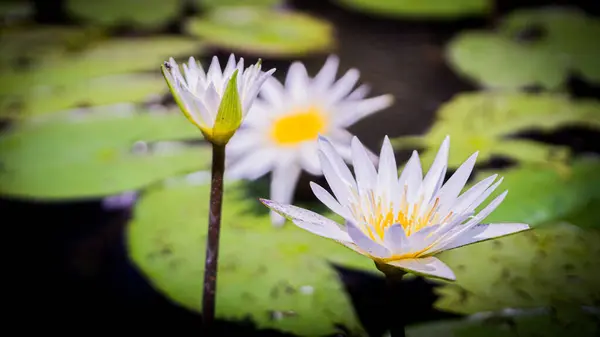 Beyaz, mor çiçekler, sarı Nymphaea stellata Willd, aile adı Nymphaeaceae, doğal olarak oluşur..