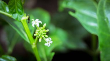 Bu resim Morinda Citrifolia L 'yi gösteriyor. Çiçekler kalın yapraklarla bembeyaz. Çiçeklerin hafif bir kokusu var..
