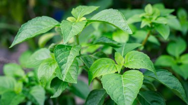 Bu fotoğraf fil fesleğeni (Ocimum gratissimum) yapraklarını gösteriyor. Yapraklar parlak yeşil.