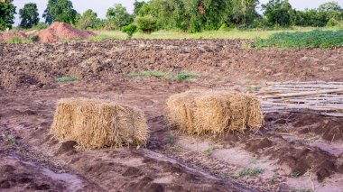 Pirinç kamışı, pirinç kamışı briketi çiftçiler ekinlerini ektikten sonra toprağın örtüsü olarak kullanılmak üzere yerleştirilmişti.