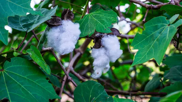 Siyah kuru meyveye, yeşil yapraklara, dallara, gövdeye, kahverengi elyaflara yakın beyaz pamuk lifleri.