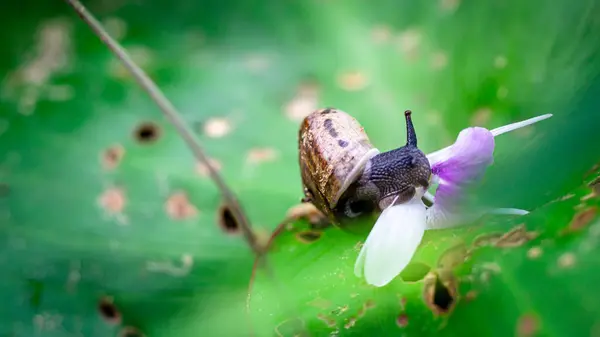 Bir Monachoides vicinus salyangozunun, verimli bir ormanda Kaempferia marginata Carey ex Roscoe 'nun narin çiçekleriyle beslenen karmaşık detaylarını gösteren yakın plan bir fotoğraf. Görüntü, yağmurdan hemen sonra doğanın dingin güzelliğini vurgular.