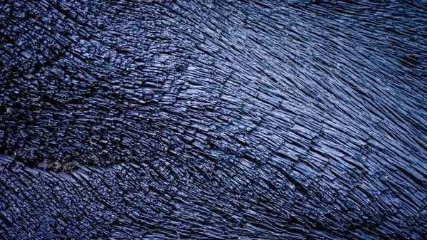 Bu yakın plan, tropikal bir ormanda orman yangınıyla yanmış olan odunların siyah ve pürüzlü yüzeyini gösteriyor. Karmaşık dokular ve derin kiriş izleri yangının yıkıcı etkilerini vurguluyor.