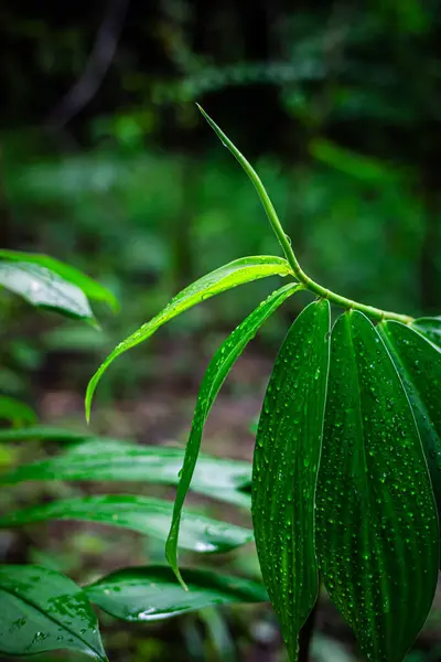Yağmurdan sonra üzerinde su damlacıkları olan bir Helenia Specosa ağacının tepesi. Parlak yeşil yapraklar, yağmurdan sonra ışığı yansıtan ve güzelliği ve tazeliği gözler önüne seren rutubetin ortasında duruyor..