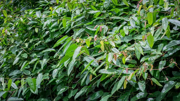 Bauhinia strychnifolia yengeç bitkisinin yeşil yaprak ve gövdesine yakın çekim. Yapraklar basit ve oval şekilli iken, sapları odunsu ve açık kahverengi renktedir. Bu bitki baklagiller (Fabaceae) familyasından bir bitki türü.