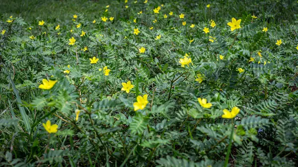  Yeşil yapraklar ve Tribulus terrestrisinin sarı çiçekleri. Genellikle iğne sarmaşığı olarak bilinir. Bu dirençli bitki dikenli meyveleri ve tıbbi özellikleriyle bilinir..