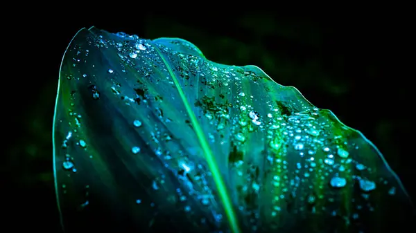 stock image Background image of yellow-green leaves with water droplets on them after rain. This image represents the freshness and beauty of nature that is moistened after the rain has stopped. The water droplets on the leaves add a sparkling and vibrant touch 