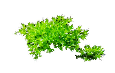 Bryophyta 'nın canlı yeşil bir bölümü resmedilir. Bryophyta ya da yosun yoğun bir şekilde paketlenmiş, küçük yeşil yapraklardan oluşur ve yemyeşil halı benzeri bir görünüm yaratır. Bu tür yosun genellikle nemli ortamlarda bulunur.