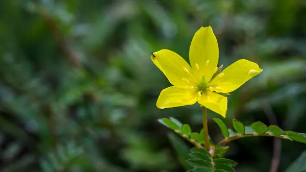 stock image Close-up yellow flowers of Tribulus terrestris on green blurred background.