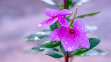 Bir Catharanthus gül çiçeğinin yakından bakınca parlak su damlacıklarıyla süslenmiş pembe taç yaprakları ortaya çıkar. Çiçeğin canlı renkleri ve suyun şeffaflığı görsel olarak çarpıcı bir kontrast yaratır. Görüntü Nat 'ın güzelliğini yakalıyor.