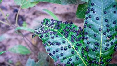 Bir mango yaprağı safra kesesi yumurtalarıyla ağır bir şekilde istila edilir ve çok sayıda küçük, yuvarlak safraya neden olur. Bu safra kesesi safra kesesi istilasının yaygın bir semptomudur ve mango ağaçlarının sağlığını ve üretkenliğini önemli ölçüde etkileyebilir..