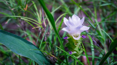 A delicate Curcuma parviflora flower, often referred to as a wild ginger or Siam tulip, blooms amidst a lush green foliage. The pristine white petals contrast beautifully with the vibrant green leaves and the hint of purple at the base of the flower. clipart