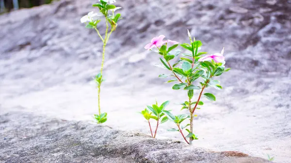 stock image A resilient Catharanthus roseus plant, commonly known as Madagascar Periwinkle, thrives amidst a rocky crevice. Its delicate pink and white flowers contrast beautifully with the rough texture of the surrounding stones, showcasing the plant's ability 