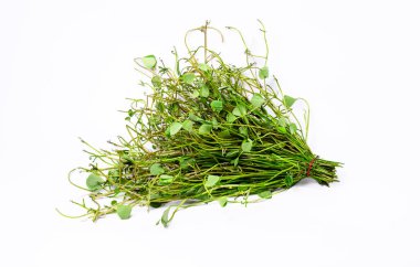 Görüntü, su yoncası veya yonca eğreltiotu olarak bilinen Marsilea crenata olarak bilinen bir su bitkisi türünü sergiliyor. Beyaz bir arkaplanda izole bir şekilde, bitki hassas, kalp şeklinde broşürler sergiliyor. İnce ve esnek çiftler halinde dizilmiş.