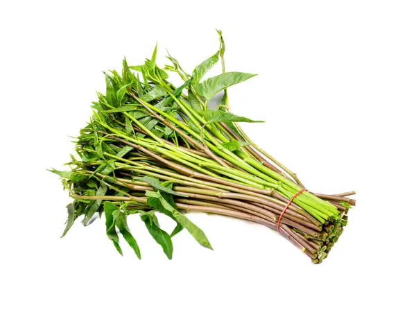 Görüntüde, beyaz bir arkaplana karşı izole edilmiş Convolvulaceae ailesine ait bir bitki olan su ıspanağı (Ipomoea aquatica) görülüyor. Su ıspanağının genellikle yuvarlak, açık yeşil sapları koyu yeşil kalp şeklinde yaprakları ve küçük soluk,