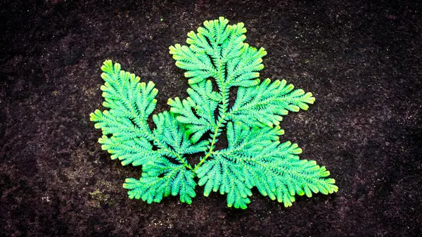  Yemyeşil eğrelti otunun yakın çekimi, engebeli bir kaya zeminine karşı karmaşık detaylarını gözler önüne seriyor..