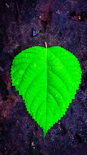 stock image A vibrant green leaf with a unique, heart-shaped pattern stands out against a rough, dark background.