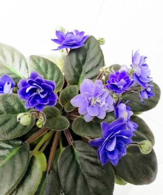 Canlı bir Afrika menekşesi çiçek açmış, narin mor çiçekleri ve yemyeşil yaprakları sergiliyor. Bitki küçük bir terasotta tenceresine yerleştirilmiş..