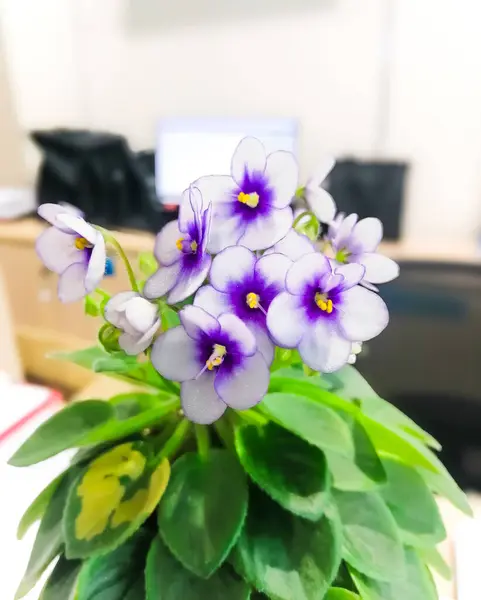 stock image A close-up of an African violet, highlighting its beautiful purple flowers and velvety leaves. The plant is surrounded by office supplies and a computer monitor.