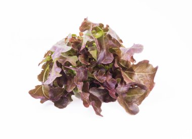 Bir grup kırmızı mercan marulu, canlı kırmızı rengini ve dalgalı yapraklarını sergiliyor. Marul salata ve sandviçte popüler bir malzemedir..