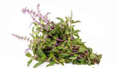 Bir demet kutsal fesleğen (Ocimum tenuiflorum L.) ve canlı yeşil yapraklar ve mor çiçekler. Resim beyaz bir arkaplanda izole edilmiştir.