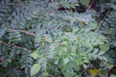 Harrisonia Performans bitkisinin yeşil yapraklarının yakın plan fotoğrafı. Yapraklar birleşmiş, birden fazla broşür yerleştirilmiş..