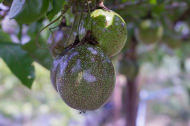 A close-up photo of passion fruit (Passiflora edulis) growing on a vine. The fruits are round, green with purple spots, and have a textured skin. clipart