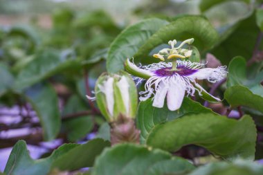 Çiçek açan bir tutku çiçeğinin (Passiflora edulis) yakın plan fotoğrafı. Çiçeğin mor merkezli narin beyaz taçyaprakları ve iplikçikleri vardır. Yapraklar yeşil ve gür.