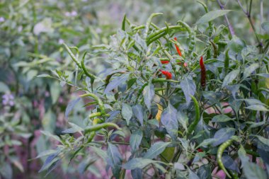 Bir kuş çili bitkisinin yakın plan fotoğrafı (Capsicum frutescens Linn.) Sayısız küçük, yeşil ve kırmızı biberli. Bitkinin birçok dalı ve yaprakları olan gür bir yapısı vardır..